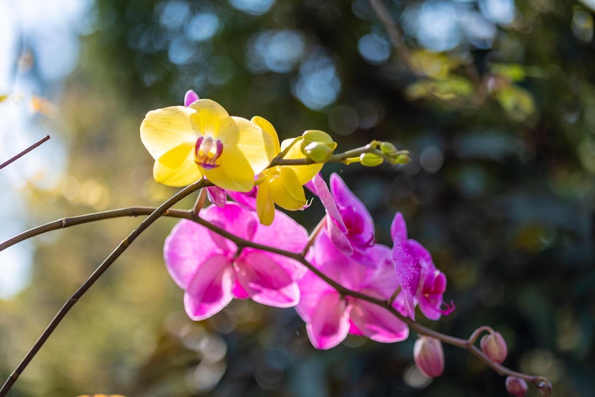 Yishin Garden B&B Pinghe Ngoại thất bức ảnh